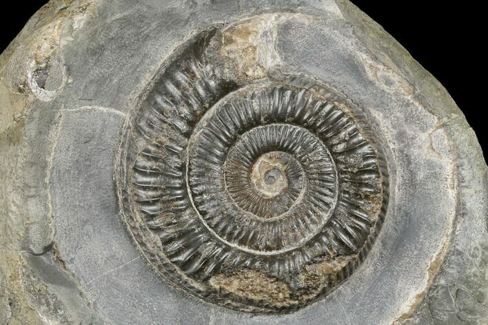 Ammonite (Dactylioceras) Fossil - England #181894